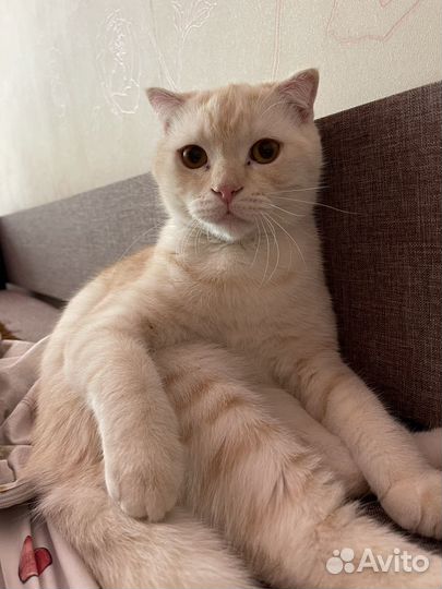 Шотланский кот