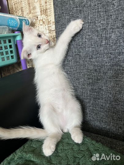 Котёнок вислоухий