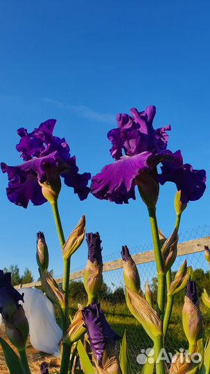 Ирисы бородатые