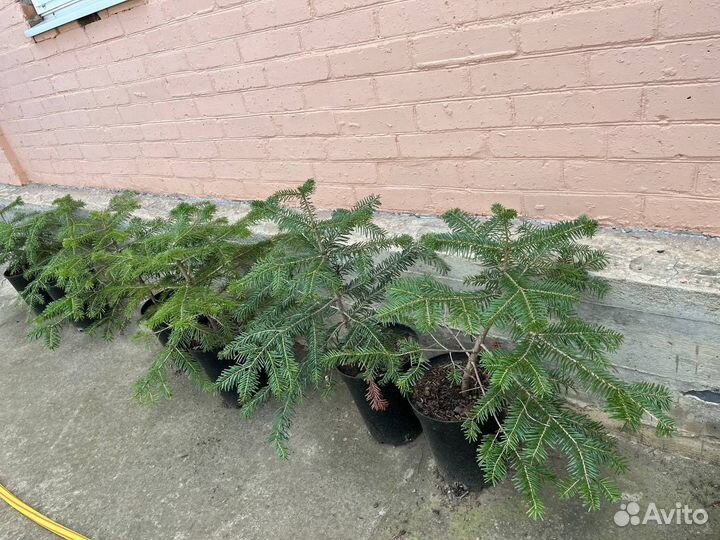 Пихта кавказская