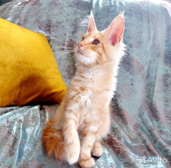 Котята мейн-кун