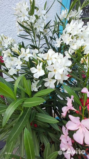 Семена Олеандр карликовый