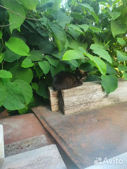 Черный котенок