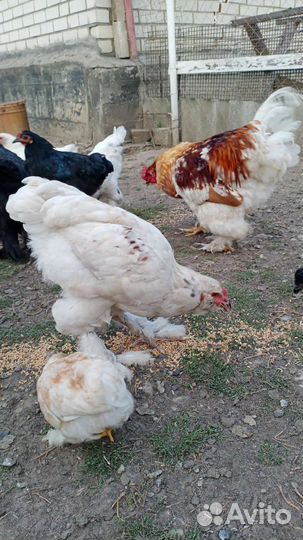 Молодые петушки Брама