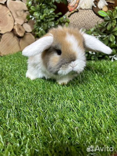 Вислоухий кролик