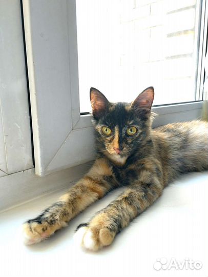 Спасенная Девочка 6 мес