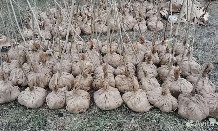 Тополь Пирамидальный