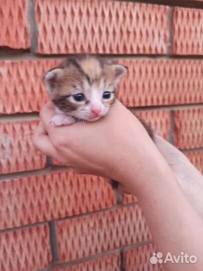 Кошка в дар бесплатно