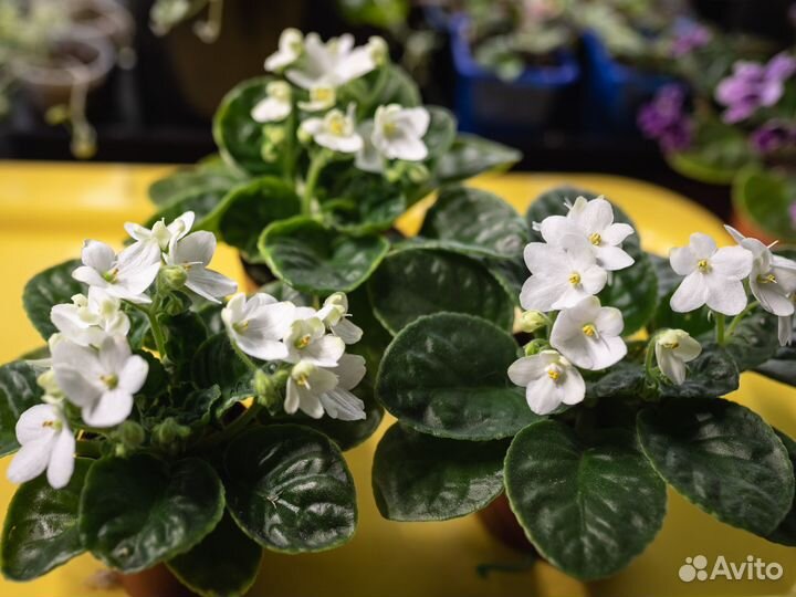 Цветущие фиалки