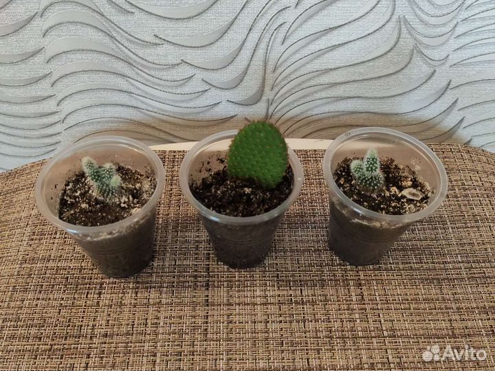 Суккуленты