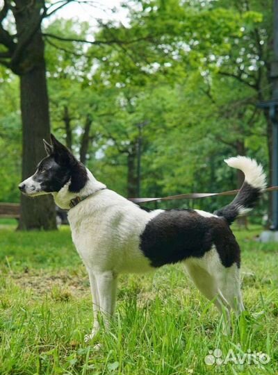 Собака в добрые руки