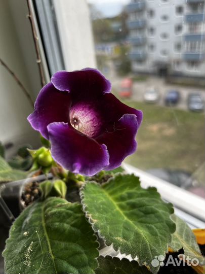 Кактус, глоксинии, фиалки