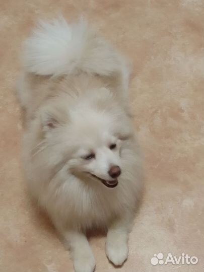 Собака шпиц