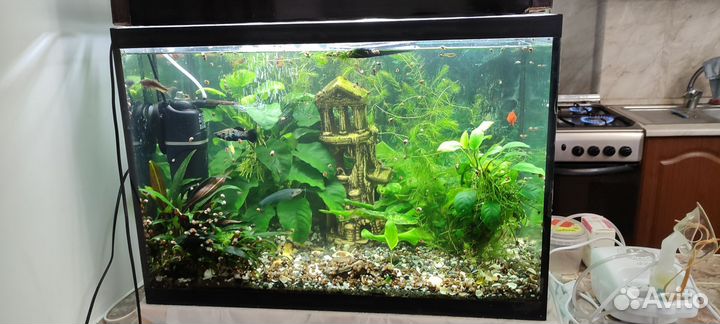 Аквариума