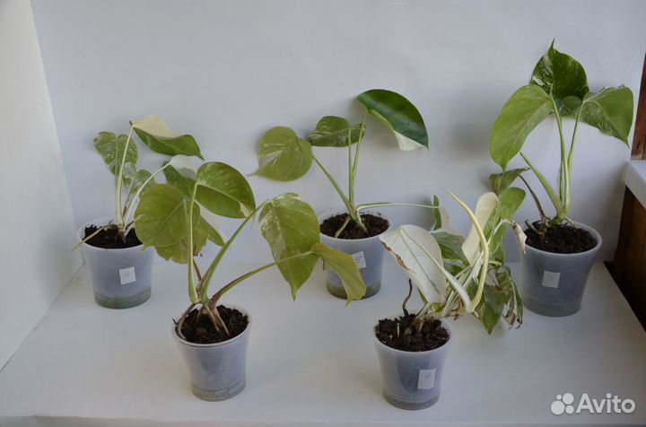 Монстера Альба