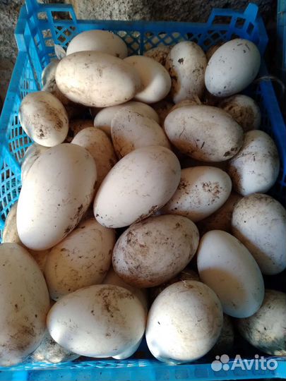 Яйца гусиные, инкубационые,индо утиные