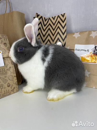 Карликовые кролики