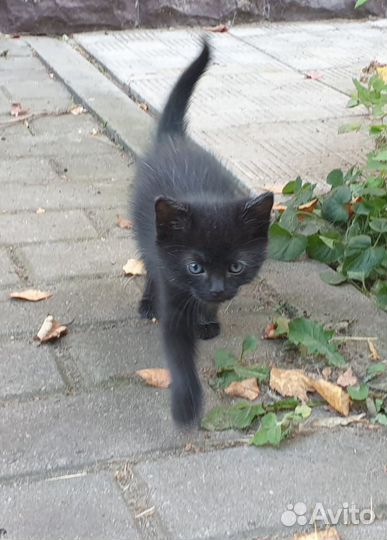 Котята 1 месяц