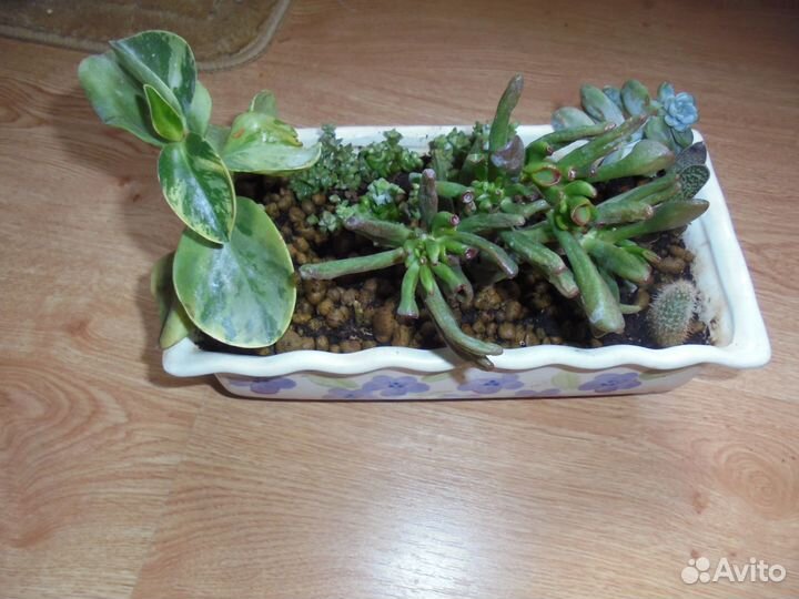 Композиции суккулентов в керамич худож вазе