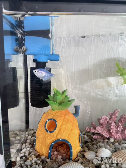 Рыбка тернеция