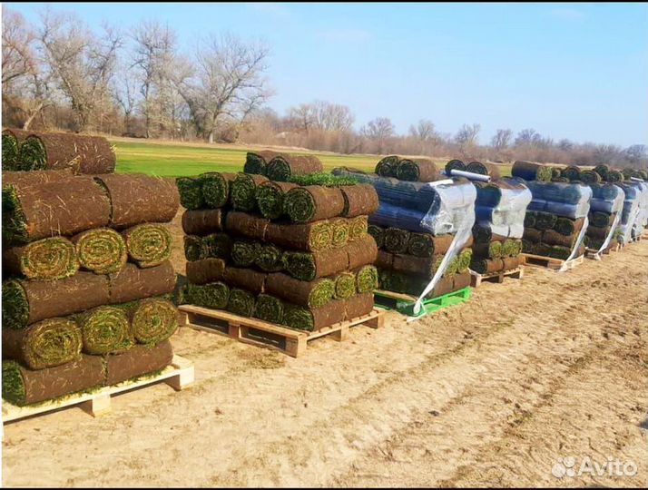 Рулонный газон под ключ