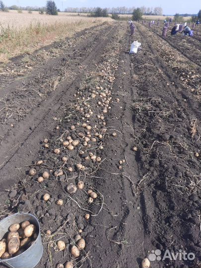 Продам картофель