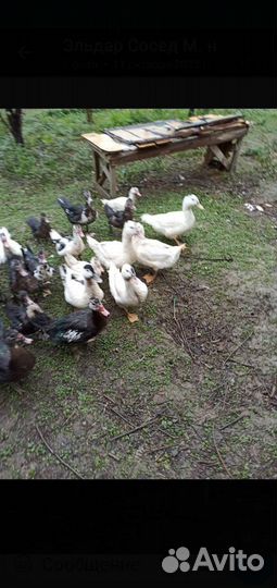 Утка домашнее мясо