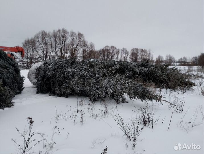 Ель голубая