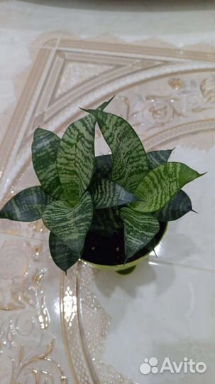 Сансевьерия сортовая