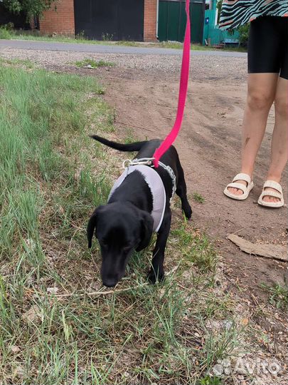 Пёс Майло в добрые руки