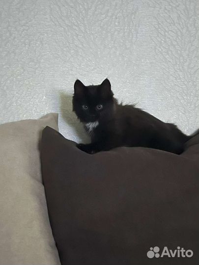 Сибирская кошка бесплатно