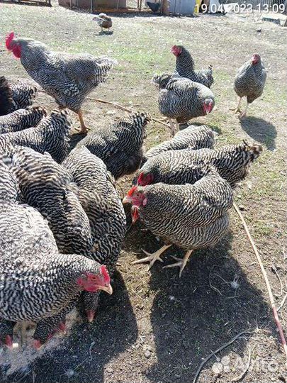 Цыплята Плимутрок Полосатый