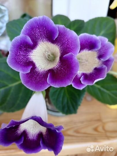 Листья глоксиний