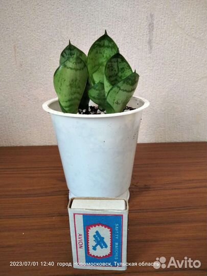 Сансивиерия