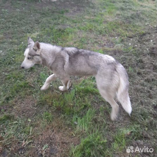 Сибирский хаски