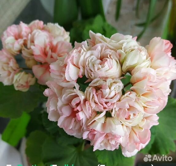 Exotica Appleblossom, Сортовая пеларгония