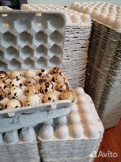 Ячейки для перепелиных яиц