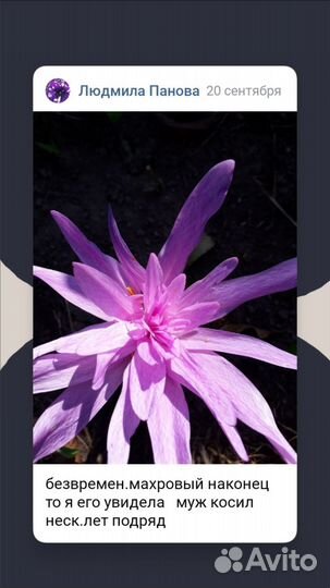 Безвременник махровый