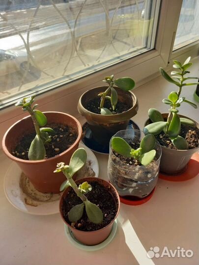 Толстянка денежное дерево