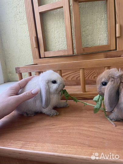 Декоративные кролики вислоухие