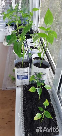 Рассада, перец