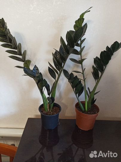 Замиокулькас черный