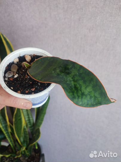 Сансевиерии