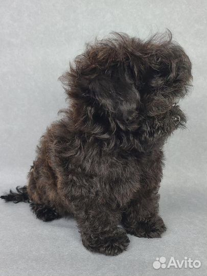 Мальтипу f1 мини девочка