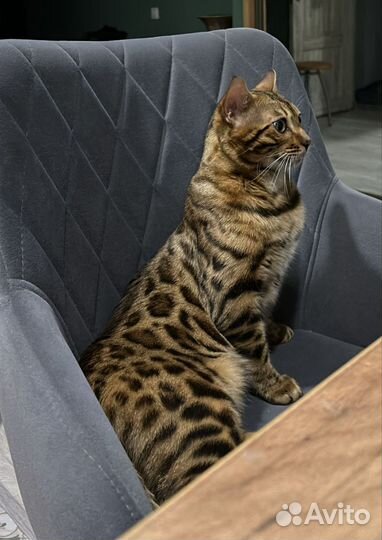 Бенгальский кот