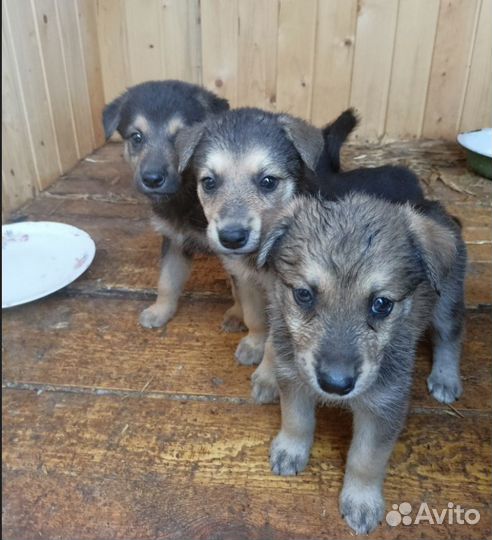 Щеночки в добрые руки