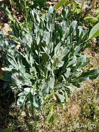 Лихнис корончатый Бесплатно