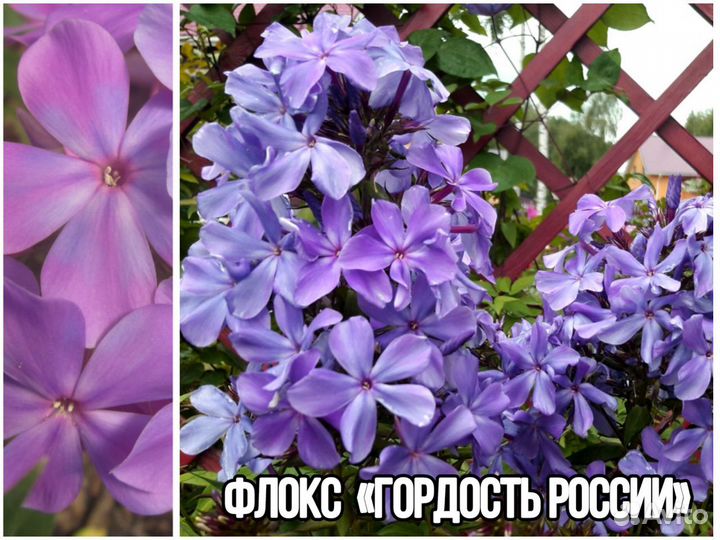 Флоксы – евросаженцы – модные сорта