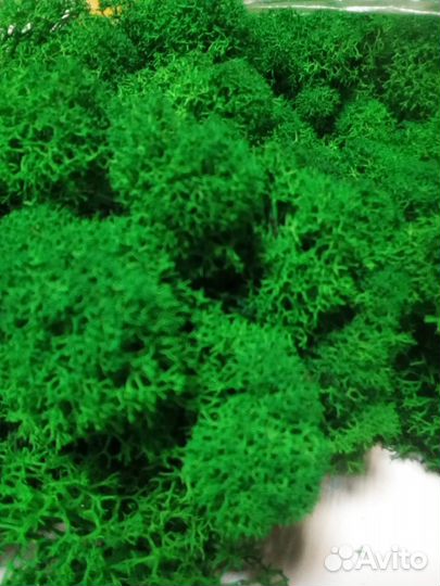 Стабилизированный мох, ягель - цвет изумруд