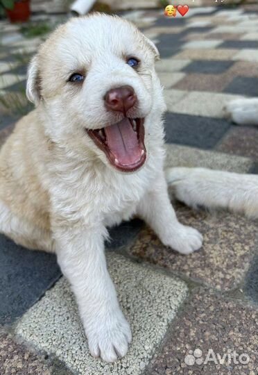 Помесь хаски